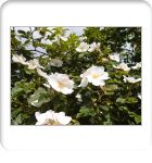 Front Garden Roses Roses